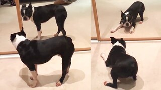 Testing Dog Reaction to Mirror - Funny Dog Mirror Reaction Compilation