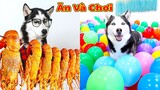 Thú Cưng TV | Ngáo Ngu Ngốc Và Đầu Gấu #17 | chó thông minh vui nhộn | Pets funny cute smart dog