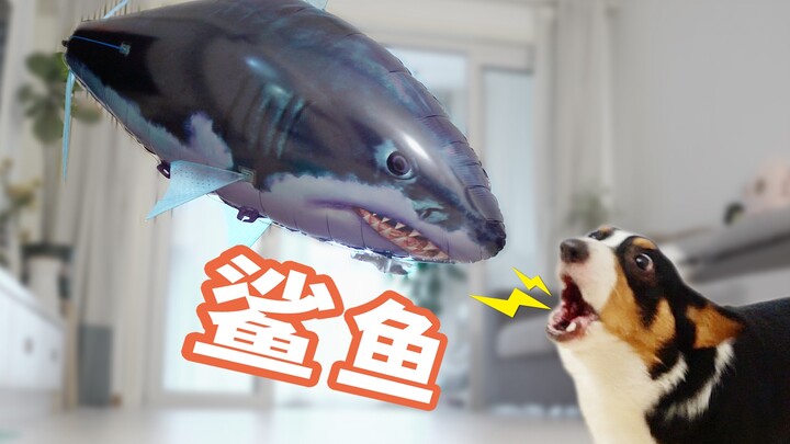 เจอฉลามตัวใหญ่โผล่ในบ้าน หมาคอร์กี้ตกใจจนทำอาหารสุนัขหล่น รีบวิ่งหาเจ้าของขอความคุ้มครอง【ดูบี้ขาสั้น