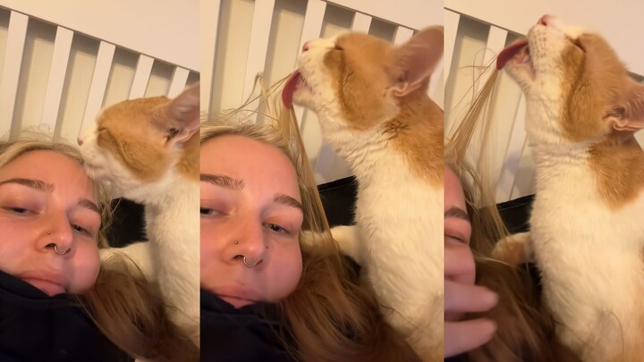 Tukang Cukur Kucing Tony Jeruk 😂