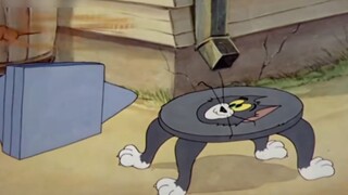 تنوع توم