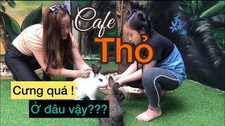 Cafe Thỏ - trải nghiệm thú vị tại Đà Lạt|Du lịch Đà Lạt.