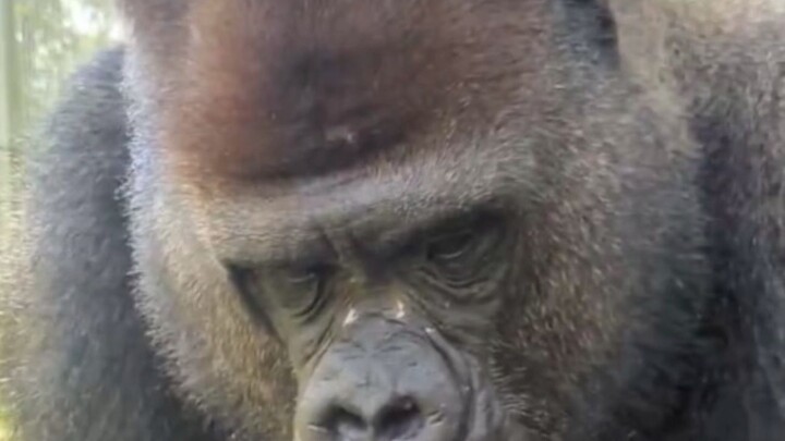 Khi quả chuối vừa bóc vỏ bị con đà điểu giật mất, chú khỉ đột liền lộ rõ vẻ sửng sốt trên mặt, rồi d