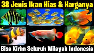38 Jenis Ikan Hias & Harganya - SEMUA ADA DISINI