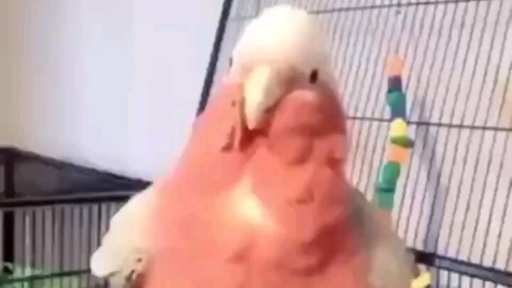 Come and see Pink Chirp-Chirp