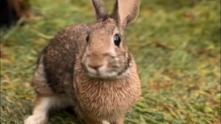 Kelinci liar yang dipenjara selama 3 tahun sebagai hewan peliharaan akhirnya sembuh secara mental se