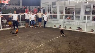 2 cock ulutan night time event 1st win 🏆🏆