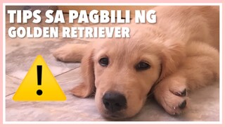 6 TIPS BAGO KA BUMILI NG GOLDEN RETRIEVER | Philippines 2020