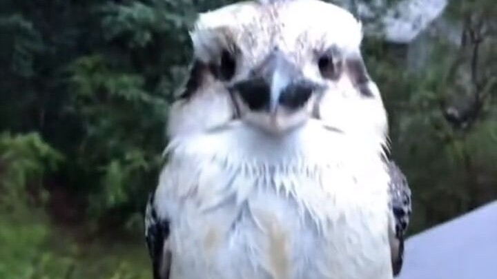 นกตัวเล็กที่เปียกฝนกำลังพักผ่อนอยู่นอกบ้าน ฉันเลยมอบดอกไม้ให้มันสักดอก