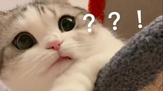 แมวตัวนี้มีวิธีการวิ่งเข้าหาคุณได้หลายร้อยวิธี คุณชอบวิธีไหน?