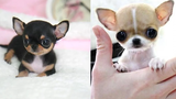 Most Adorable Teacup Chihuahua Compilation Video Ever