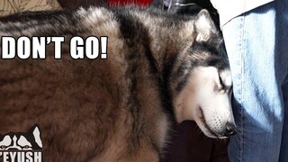 Sad Husky คิดว่าเราจะจากไปโดยไม่มีเขา!