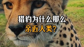 Tại sao báo săn lại thân thiết với con người đến vậy?