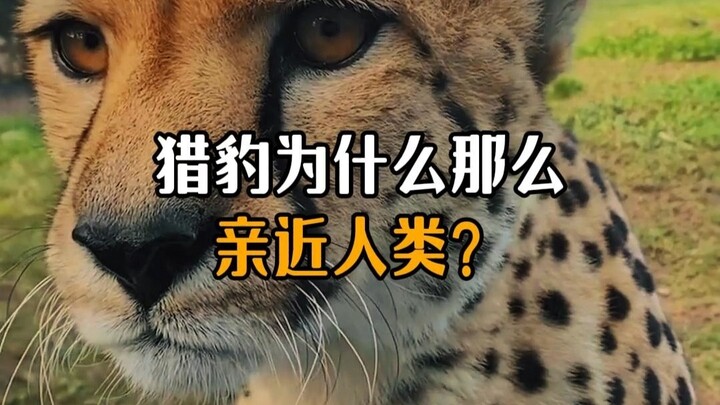 Why are cheetahs so friendly toward humans?