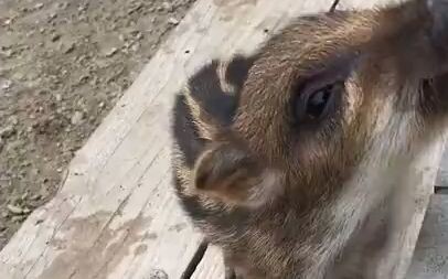 Tickling the Baby Wild Boar