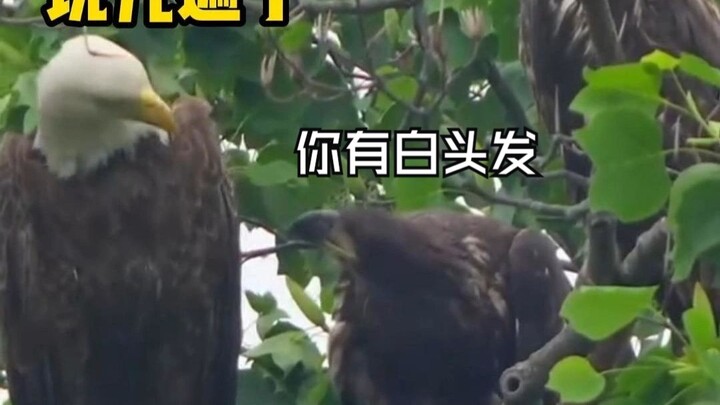 النسر: يا رجل، كيف ظهرت لديك شعرة بيضاء!