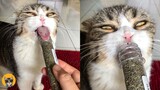 When The Catnip Hits- Funny Cat Reaction Videos| Pets House