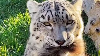 Macan tutul salju sangat lucu saat masih muda, tetapi mereka sangat lucu saat tumbuh dewasa.
