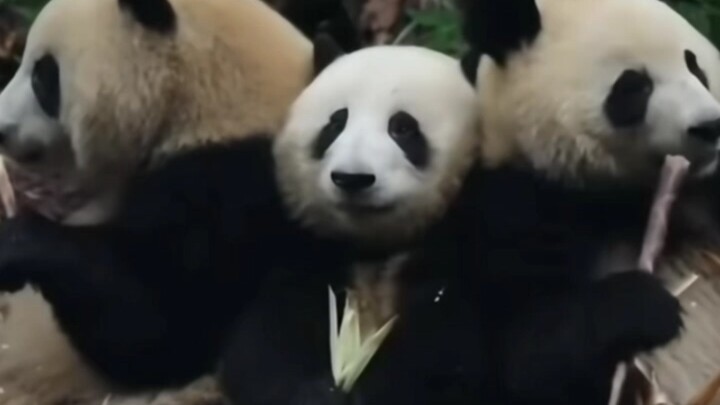 Actually, Huahua did it willingly—she even sat back down after grabbing the bamboo shoot, haha!