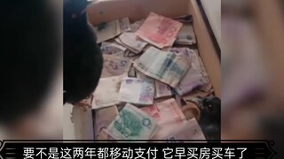 Burung parkit yang mencari uang sendiri, setiap hari membawa uang pulang ke rumah—benar-benar burung