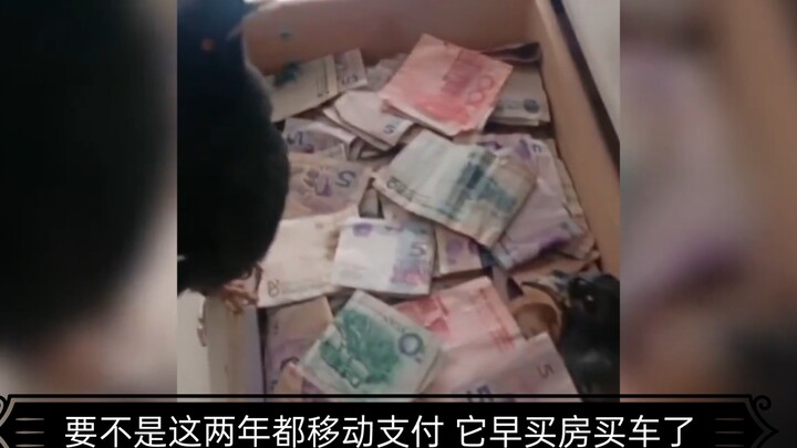 Chú vẹt mào tự kiếm tiền, ngày nào cũng tha tiền về nhà, đúng là chim chiêu tài thật sự!