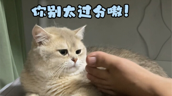 Kalian nggak bakal pernah bisa bayangin sejauh apa seekor kucing kecil rela mengalah demi nempel ke 