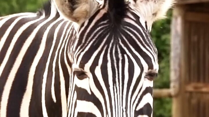 Oxford University Discovers a Brand-New 3D-Shaped Soft Body