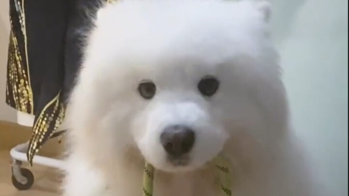 How well-behaved dogs are when they want to go outside