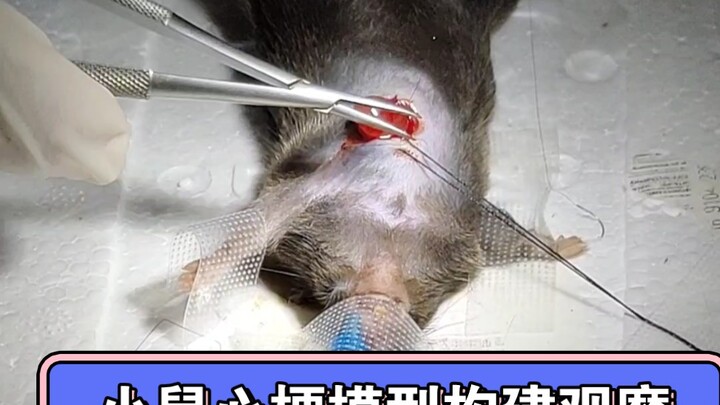 Tham quan xây dựng mô hình nhồi máu cơ tim trên chuột (thắt động mạch liên thất trước)