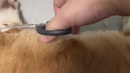 Corgi: Đồ lão lục, ai cũng bảo tiền nên tiêu thì nhất định phải tiêu, mày mà làm thế này thì tao còn