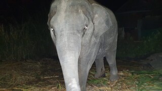 เมื่อคืนมาเที่ยวหาน้องน้ำเพชรดูท่าทางน้ำเพชรจะคิดถึงมากๆ