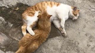 Saya bersalah karena menyusui kucing jantan