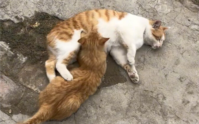 Tôi có tội khi cho mèo đực bú sữa