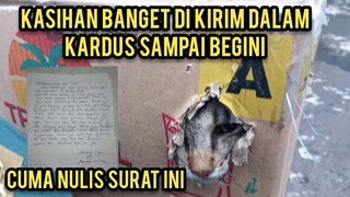 Astagfirullah Cats Lovers Tv Dapat Kiriman Kucing Misterius Cuma Kirim Surat Lewat Whatsap..!