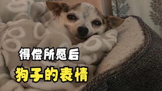 那些暖暖的动物视频！