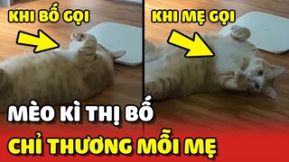 Chiếc mèo suốt ngày KÌ THỊ BỐ vì chỉ THƯƠNG MỖI MẸ 😂 | Yêu Lu