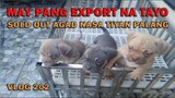 PHILIPPINE MADE EXPORT QUALITY PUPPIES AMERICAN BULLY DOGS | DON RAIDER VLOG 202