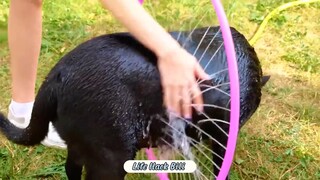 Tắm cho thú cưng cực đơn giản