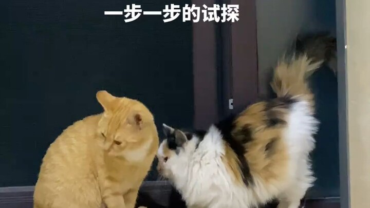 Momen Canggung Kucing Jeruk Saat Berhadapan dengan Si Cantik Tiga Warna