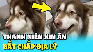 💥Biệt tài "XIN ĂN" BẤT CHẤP từ Sài Gòn đến Đà Lạt của chú chó Alaska | TIN GIẢI TRÍ