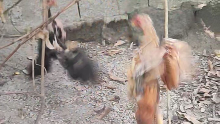 Young ones are dancing.