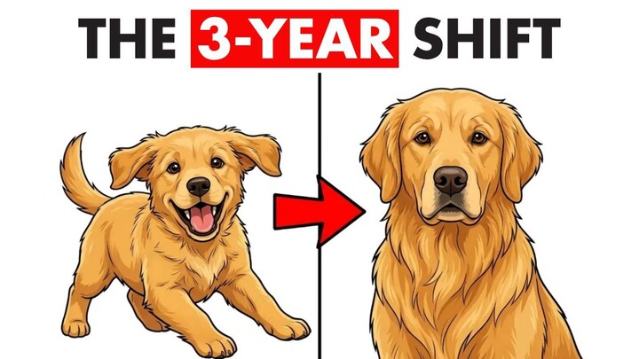 Why Your Golden Retriever Stopped Following You (The 3-Year Shift)