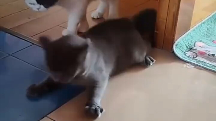 Kucing biru yang imut pun harus dipijat punggungnya saat menari hip-hop