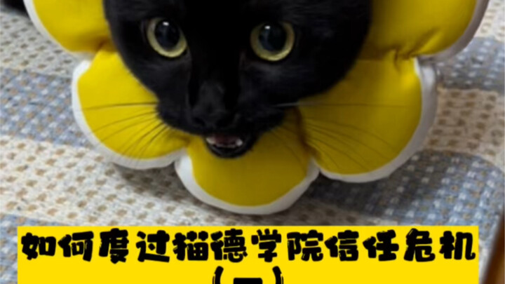 วิธีผ่านพ้นวิกฤตความเชื่อมั่นของวิทยาลัยแมว (ตอนที่ 1)