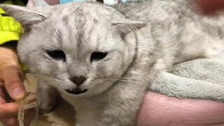 Kỳ tích của Màn Thầu | MYPET