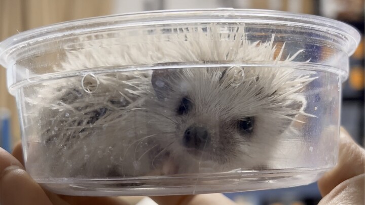 His name is Toothpick—Stinky as Hell!