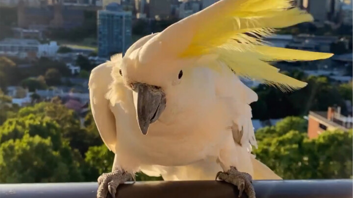 Kui Kui, I'm about to be blown away!