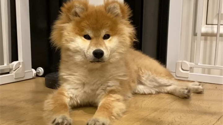 I am a Shiba Inu collector