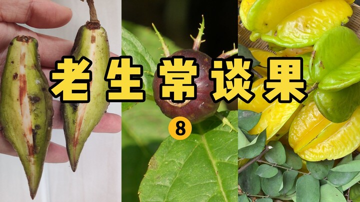 [Petualang Buah Hunter x Hunter] Buah Klasik ke-8! Identifikasi Berbagai Buah Liar yang Sering Dikir