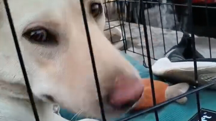 หมาจรจัดไม่เอาของเล่น หรือว่ามันไม่ชอบกันแน่?